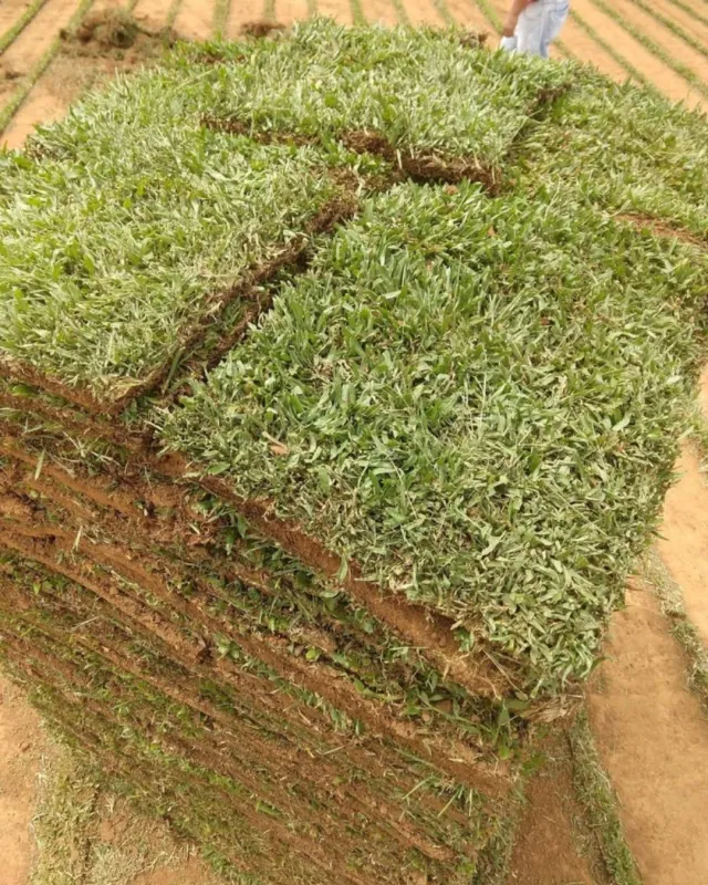 Venda de Grama