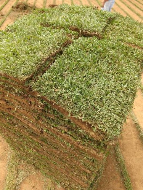 Plantio de Grama em Placas